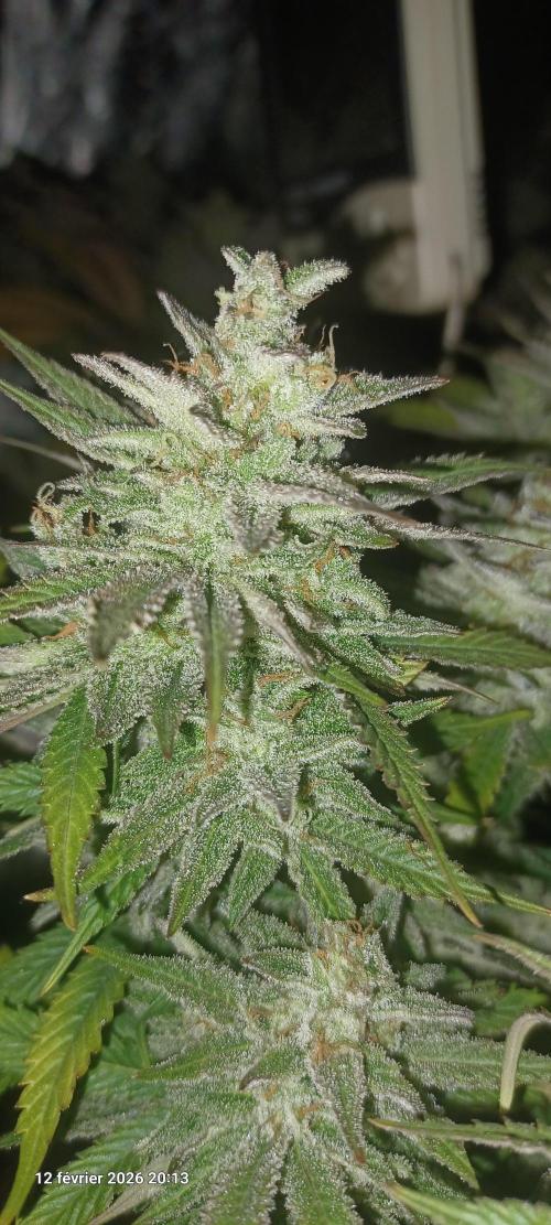 Vers l'inconnu et au-delà... Week 19