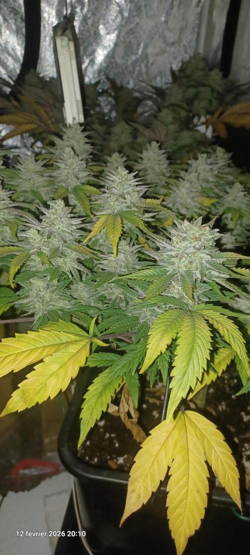 Vers l'inconnu et au-delà... Week 19