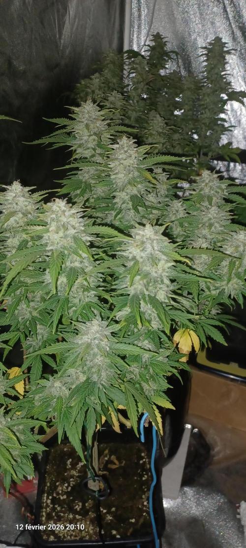 Vers l'inconnu et au-delà... Week 19