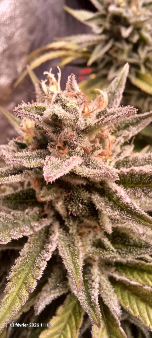 Vers l'inconnu et au-delà... Week 19