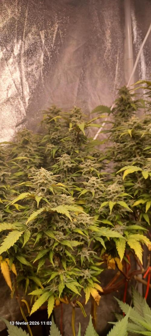 Vers l'inconnu et au-delà... Week 19