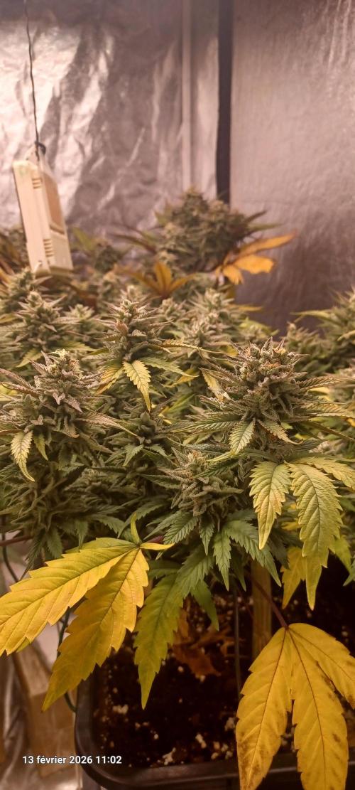 Vers l'inconnu et au-delà... Week 19