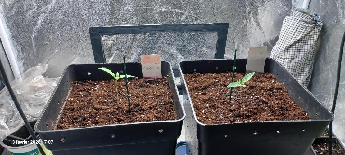 Shogun rQs. Week 1