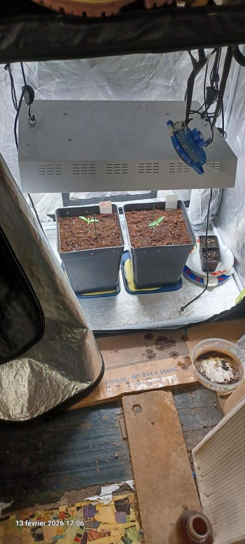 Shogun rQs. Week 1