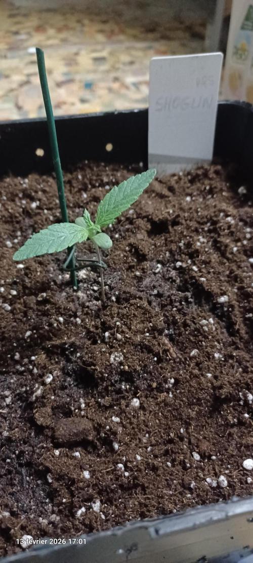 Shogun rQs. Week 1
