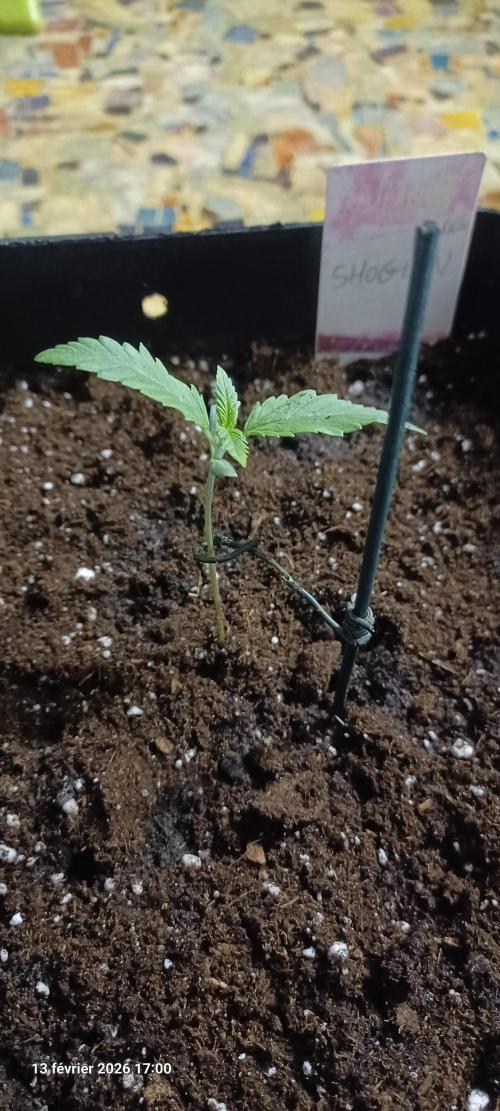 Shogun rQs. Week 1