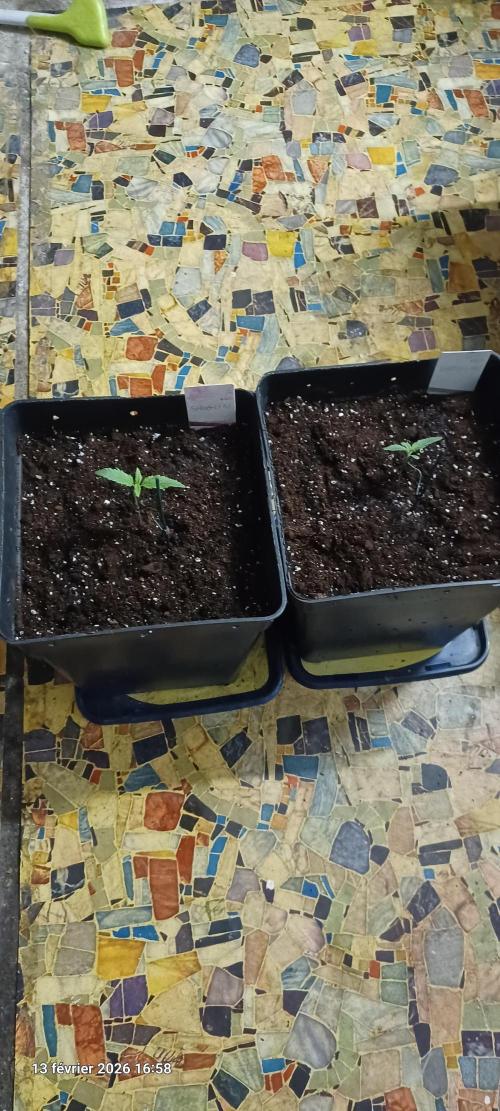 Shogun rQs. Week 1