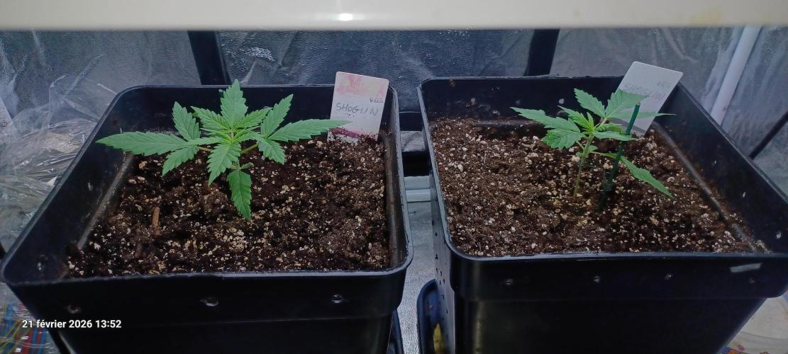 Shogun rQs. Week 2