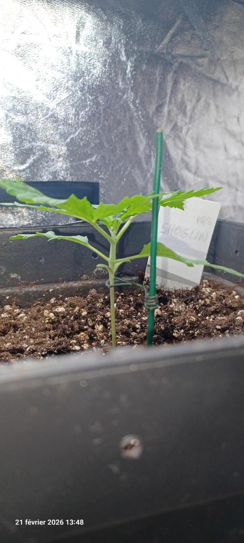 Shogun rQs. Week 2