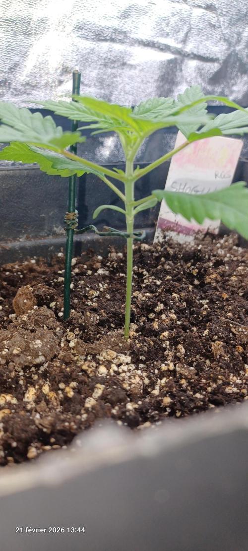 Shogun rQs. Week 2