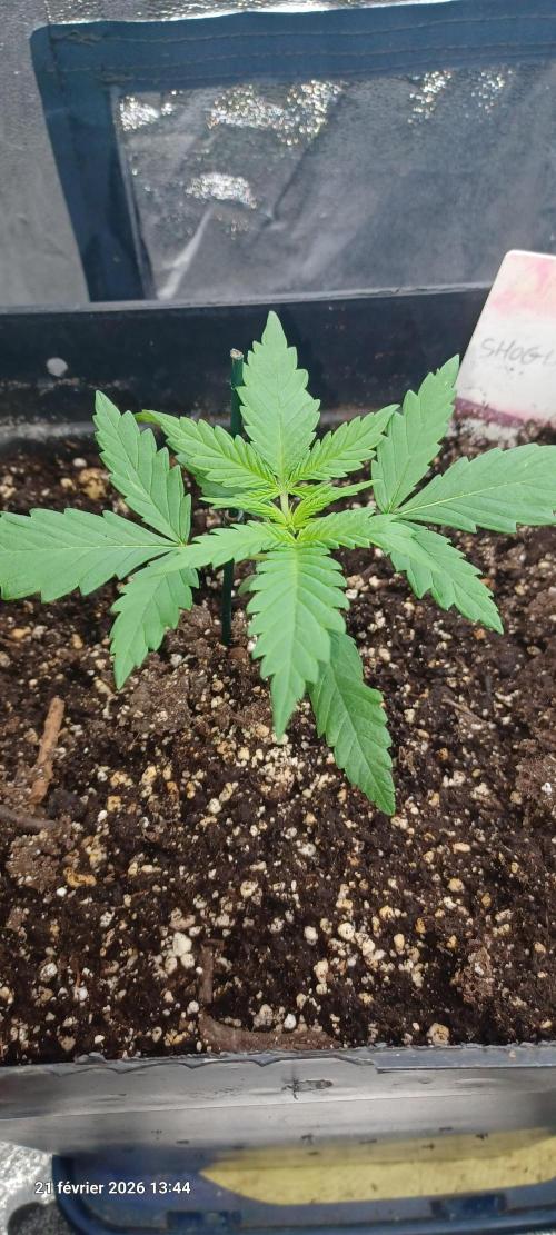 Shogun rQs. Week 2