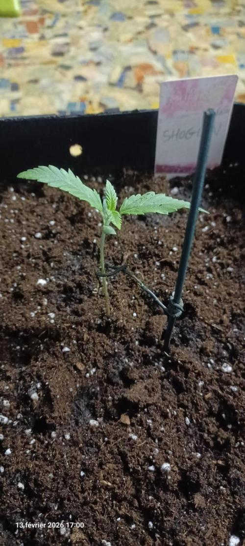 Shogun rQs. Week 2