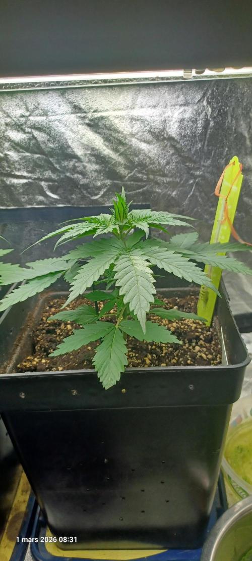 Shogun rQs. Week 3