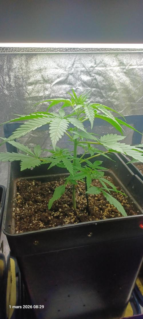 60-90-100. Week 3