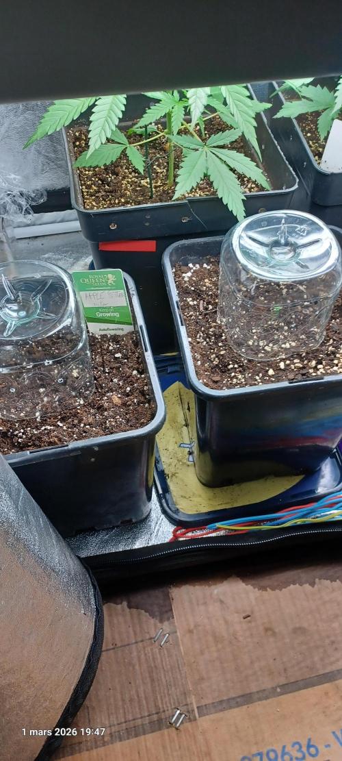 Appel Fritter Auto.. rQs. Week 0