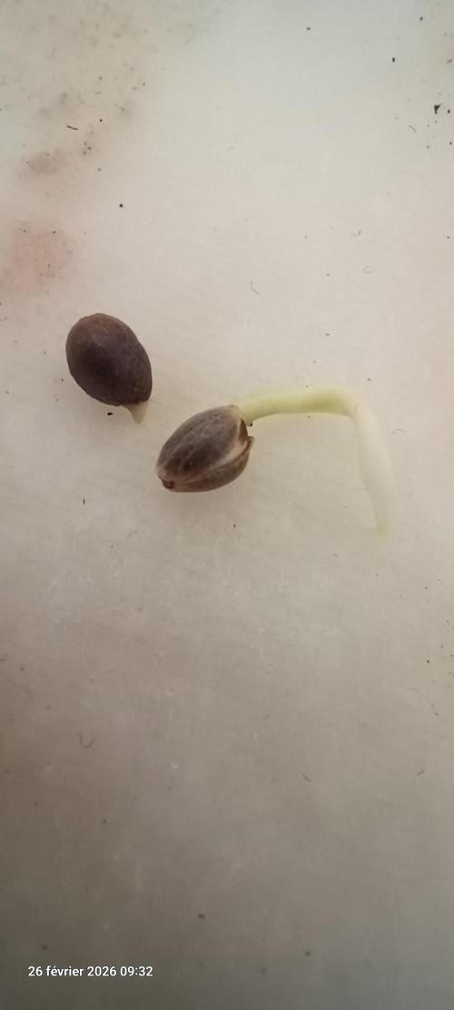 Appel Fritter Auto.. rQs. Week 0