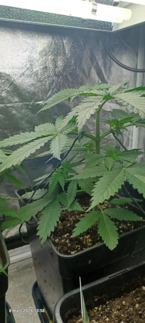 Shogun rQs. Week 4