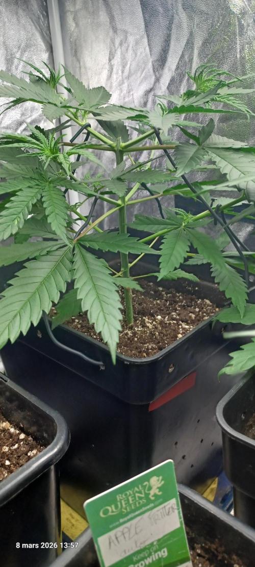 Shogun rQs. Week 4