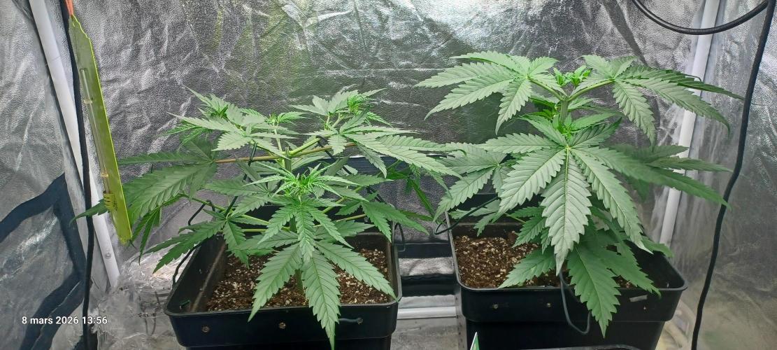 Shogun rQs. Week 4