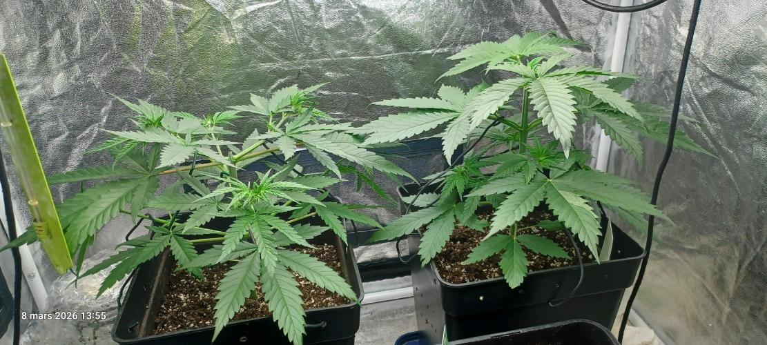Shogun rQs. Week 4