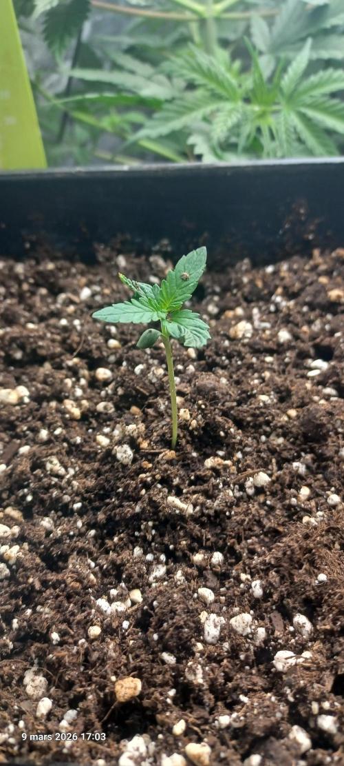 Appel Fritter Auto.. rQs. Week 1