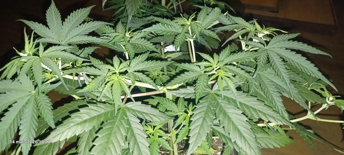 Shogun rQs. Week 5