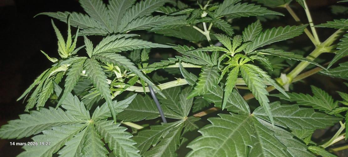 Shogun rQs. Week 5