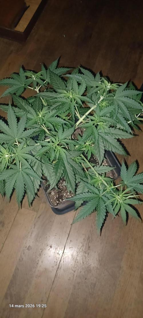 Shogun rQs. Week 5