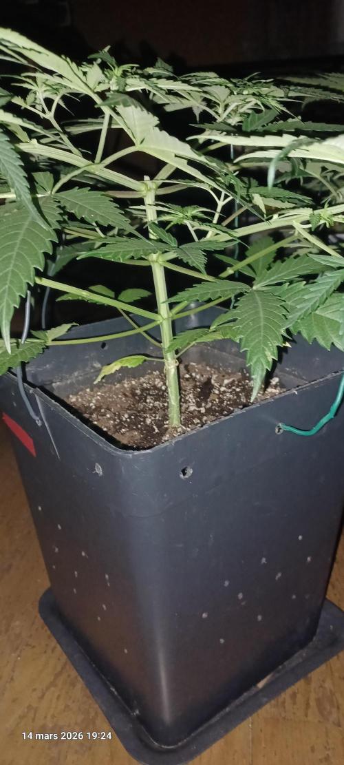 Shogun rQs. Week 5