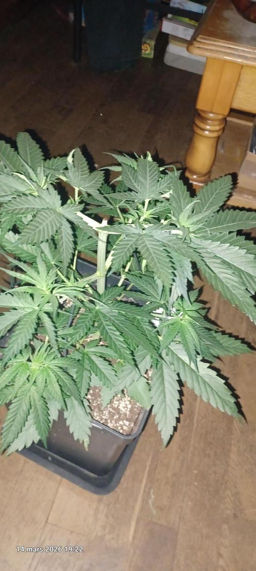 Shogun rQs. Week 5