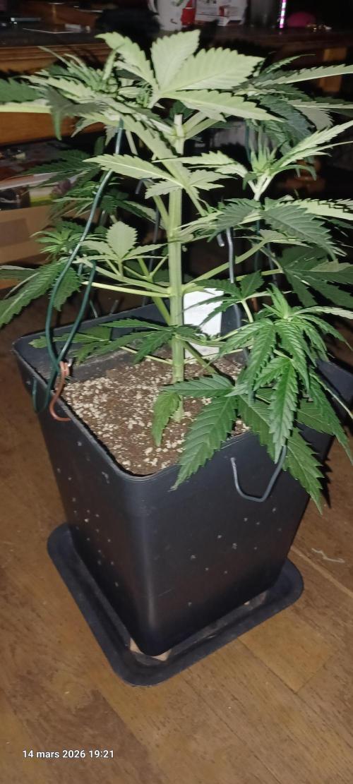 Shogun rQs. Week 5