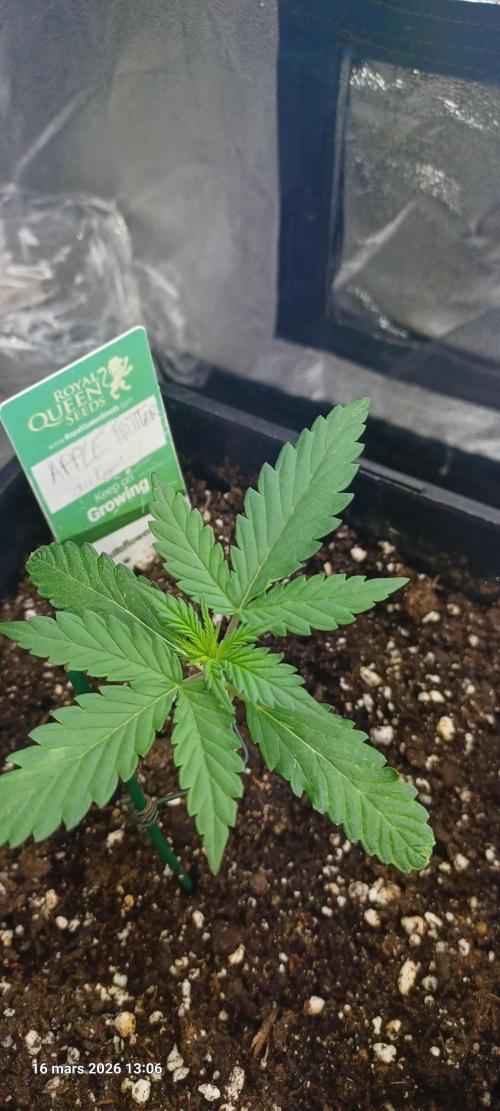 Appel Fritter Auto.. rQs. Week 2