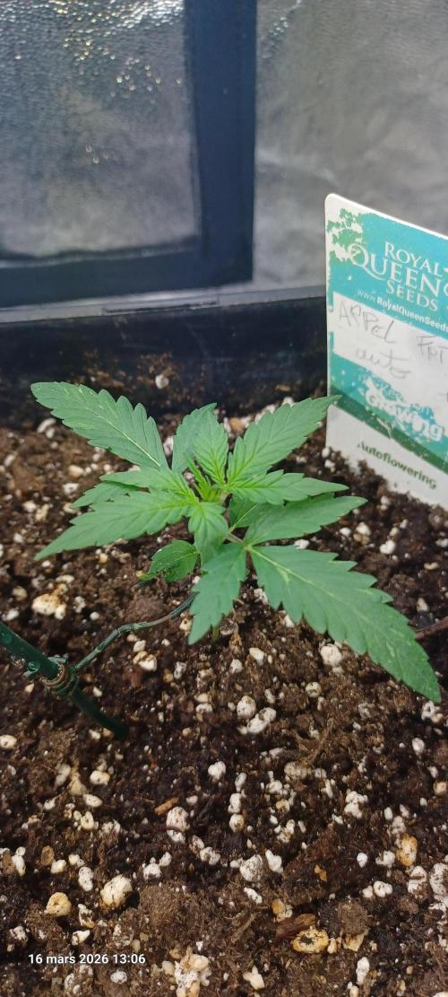 Appel Fritter Auto.. rQs. Week 2