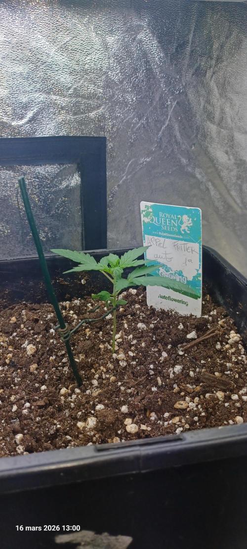 Appel Fritter Auto.. rQs. Week 2