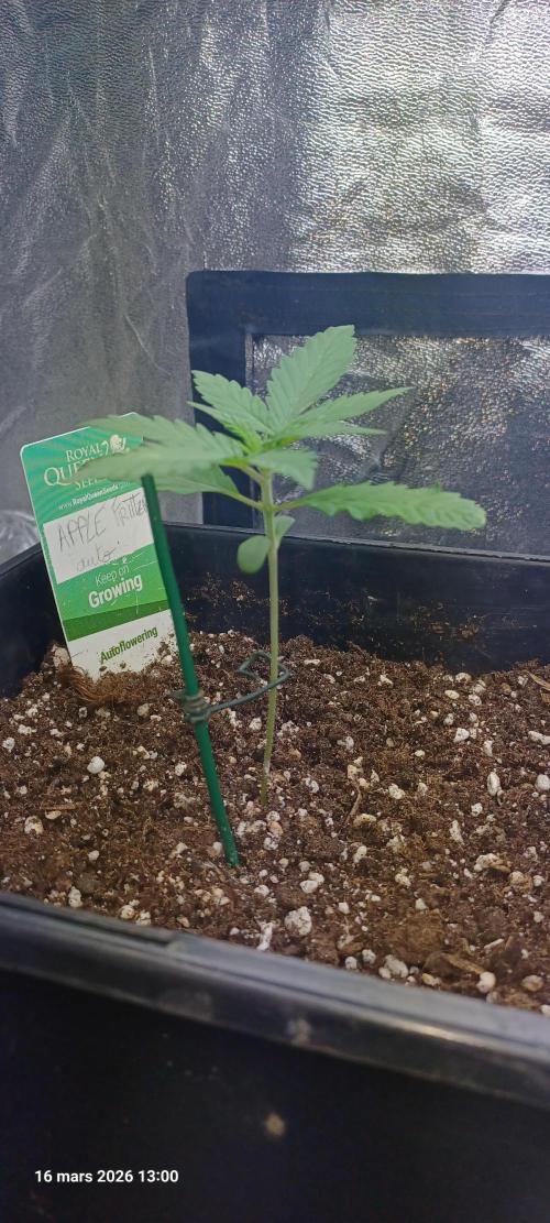 Appel Fritter Auto.. rQs. Week 2