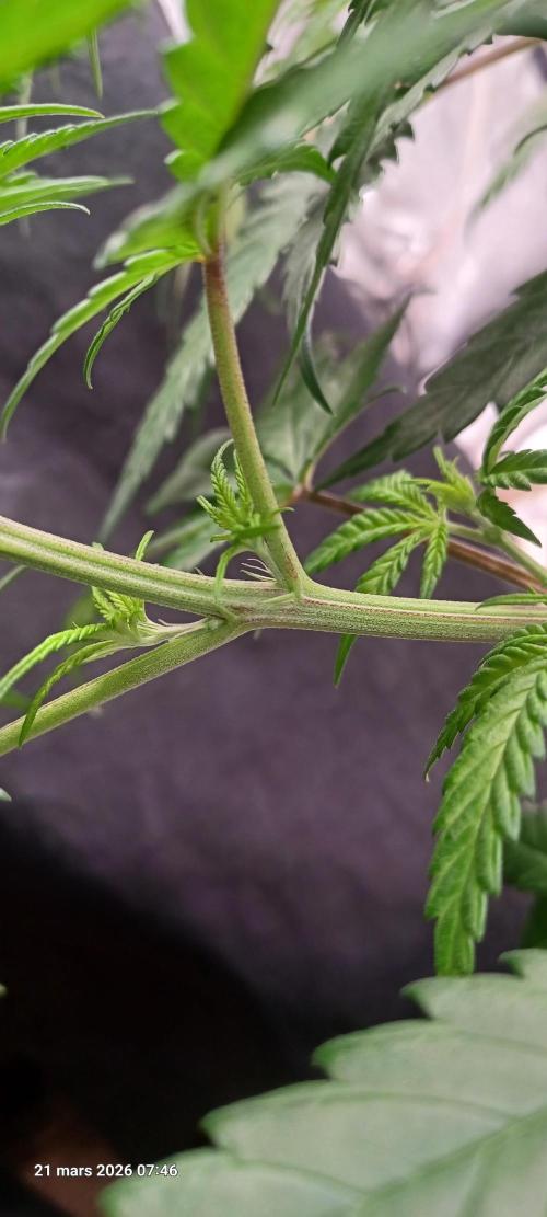 Shogun rQs. Week 6