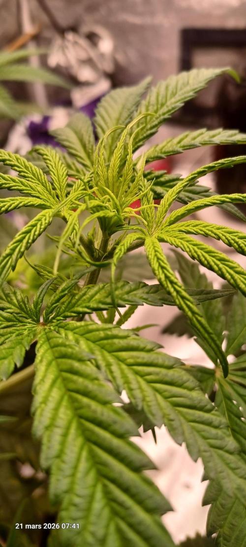 Shogun rQs. Week 6