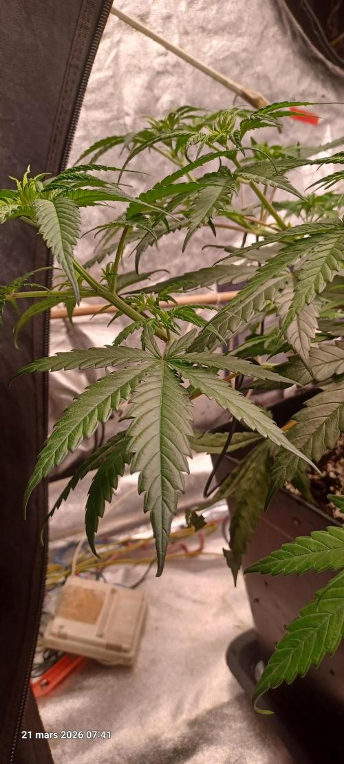 Shogun rQs. Week 6