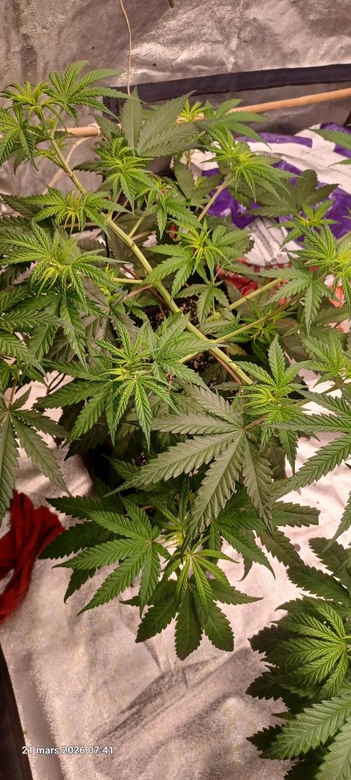 Shogun rQs. Week 6