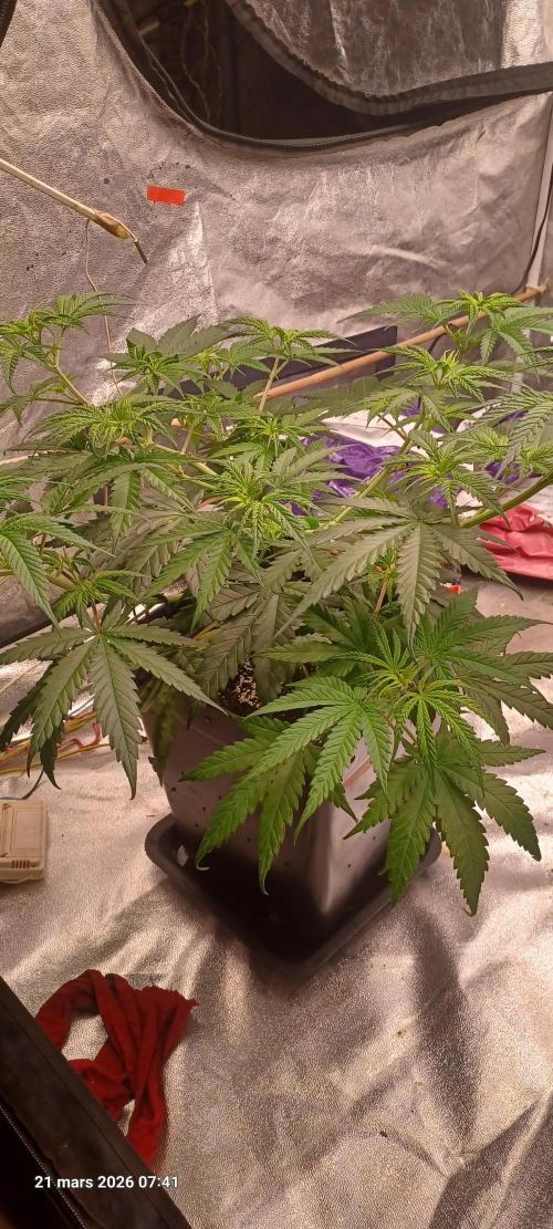 Shogun rQs. Week 6