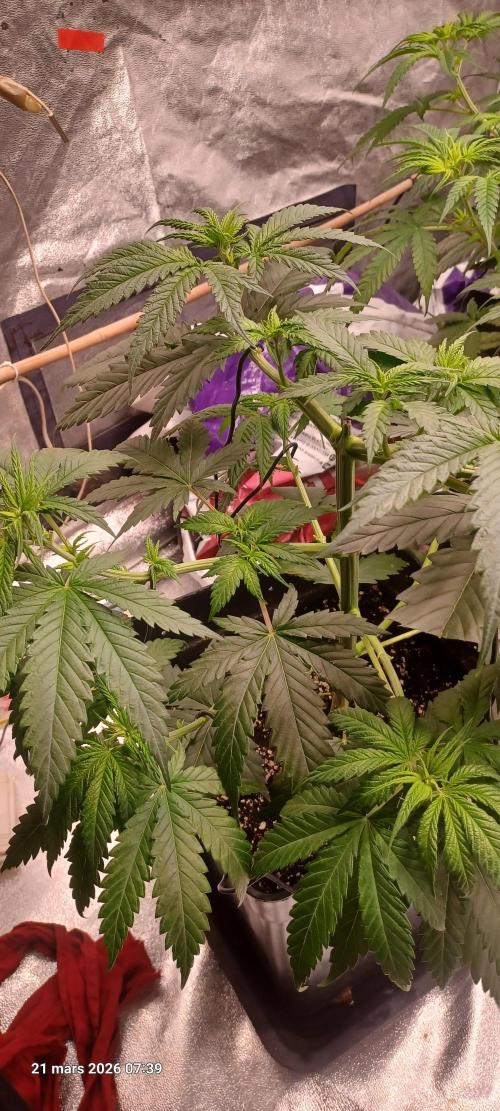 Shogun rQs. Week 6
