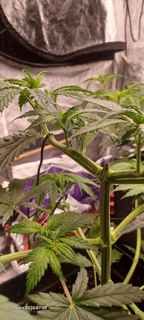 Royal Queen Seeds - Shogun door Cooky_420L