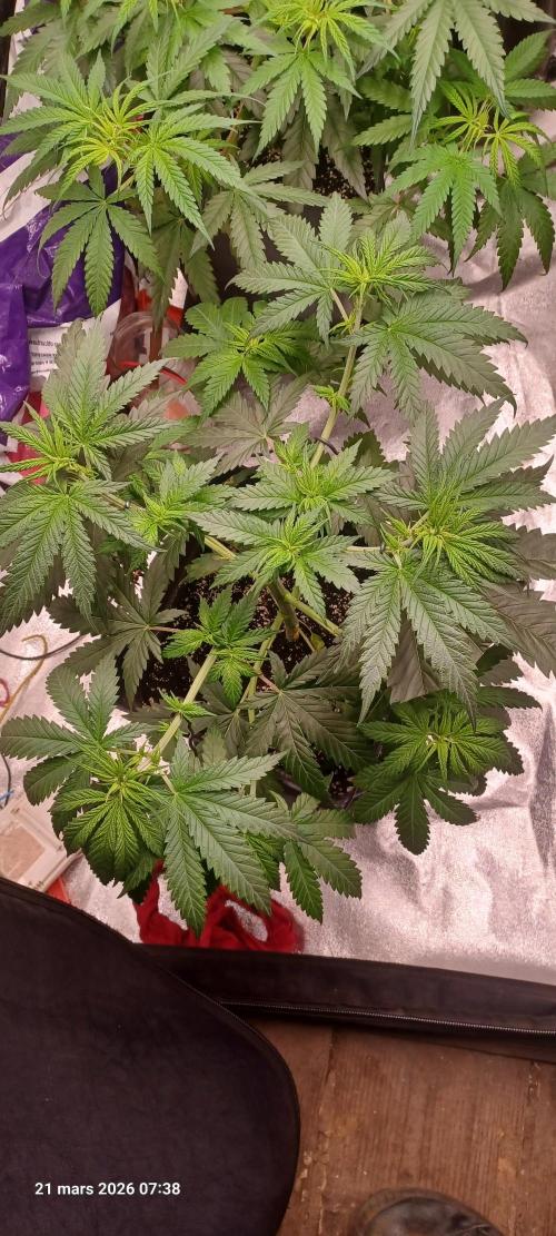 Shogun rQs. Week 6