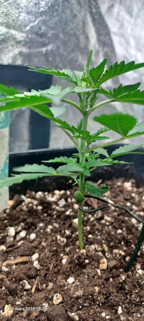 Appel Fritter Auto.. rQs. Week 3