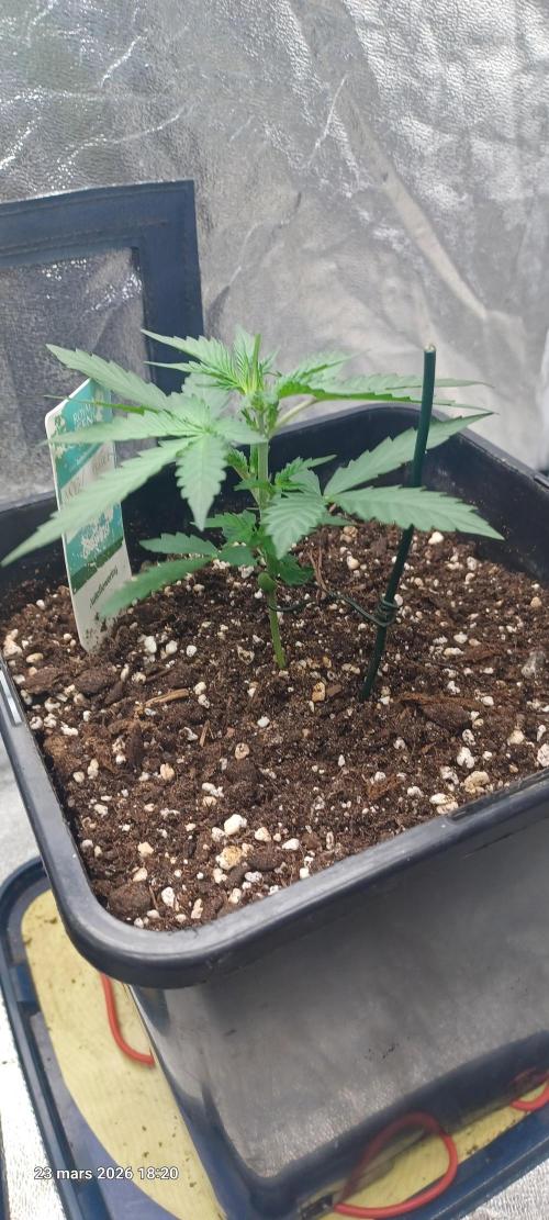 Appel Fritter Auto.. rQs. Week 3
