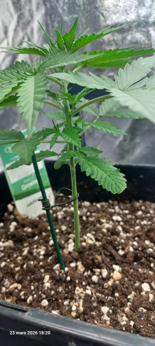 Appel Fritter Auto.. rQs. Week 3