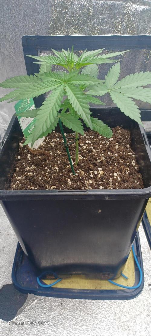 Appel Fritter Auto.. rQs. Week 3