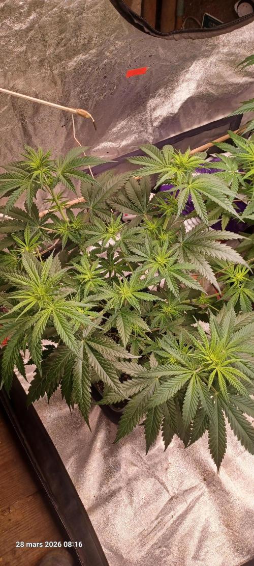 Shogun rQs. Week 7