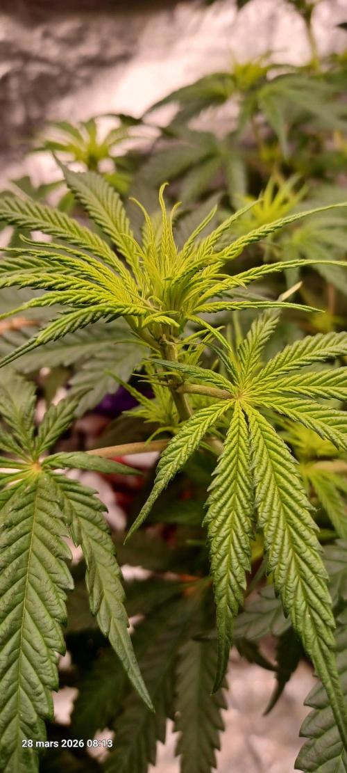 Shogun rQs. Week 7