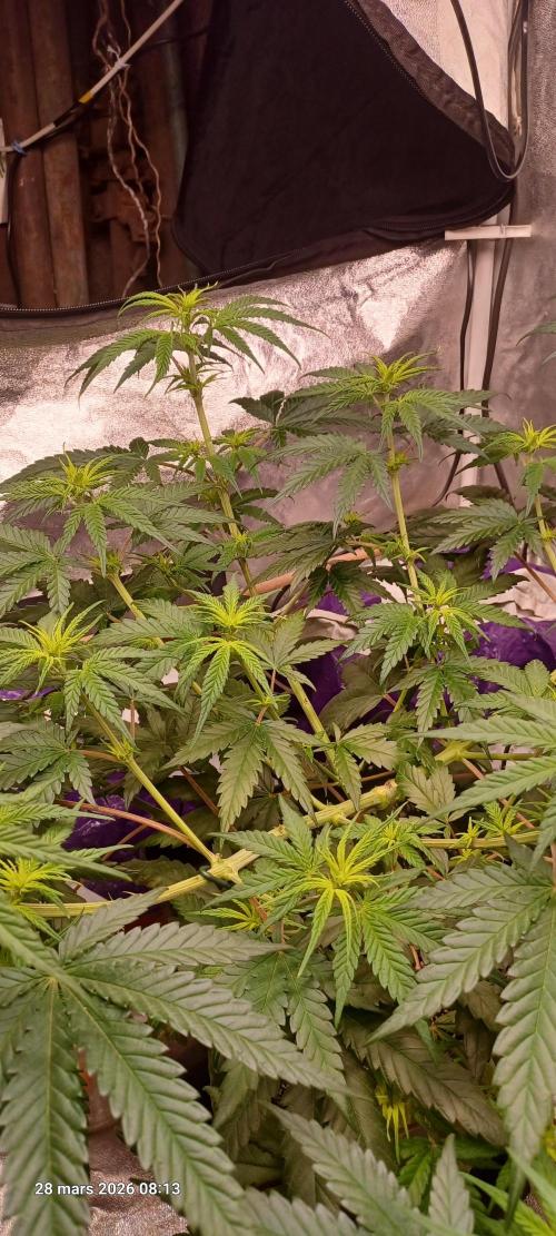 Shogun rQs. Week 7